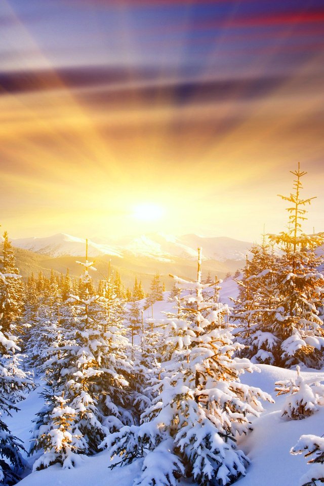 Обои восход, солнце, снег, лес, зима, sunrise, the sun, snow, forest, winter разрешение 2560x1600 Загрузить