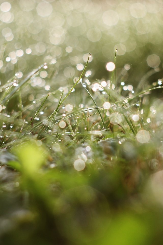 Обои трава, зелень, зелёный, роса, капли, грин, grass, greens, green, rosa, drops разрешение 3446x2109 Загрузить