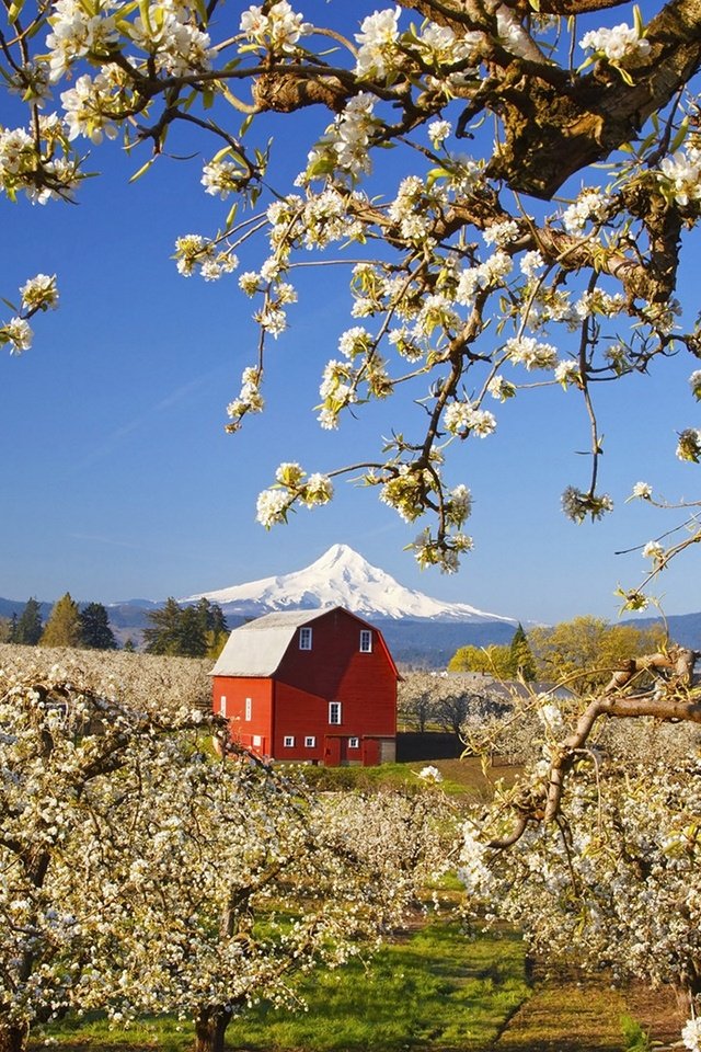 Обои деревья, пейзаж, гора, сад, дом, весна, яблони, trees, landscape, mountain, garden, house, spring, apple разрешение 1920x1200 Загрузить