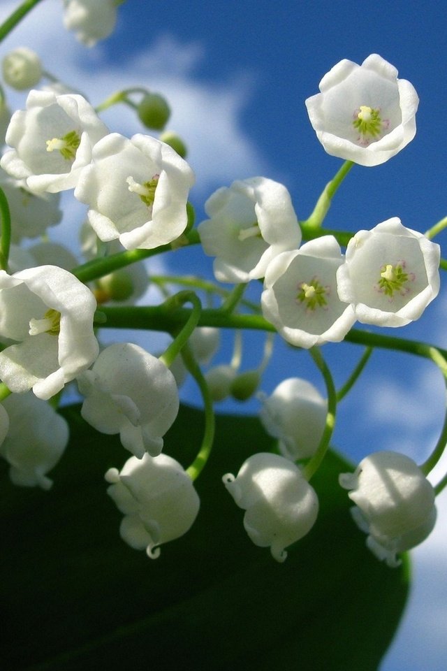 Обои цветы, ландыши, голубое, ландышы, белые. небо, flowers, lilies of the valley, blue, landis, white. the sky разрешение 1920x1200 Загрузить