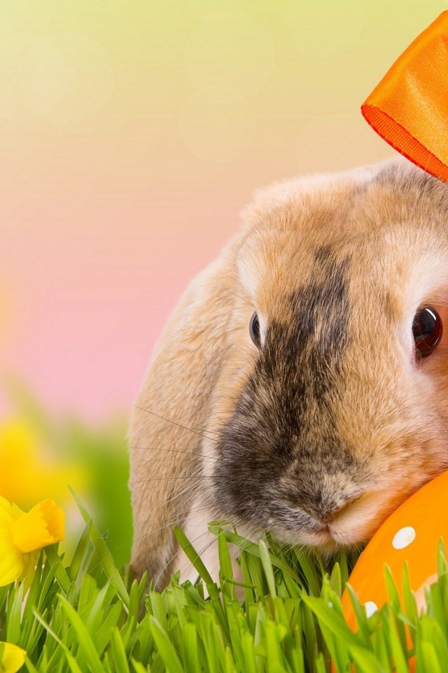 Обои цветы, трава, природа, весна, кролик, пасха, бантик, flowers, grass, nature, spring, rabbit, easter, bow разрешение 1920x1200 Загрузить
