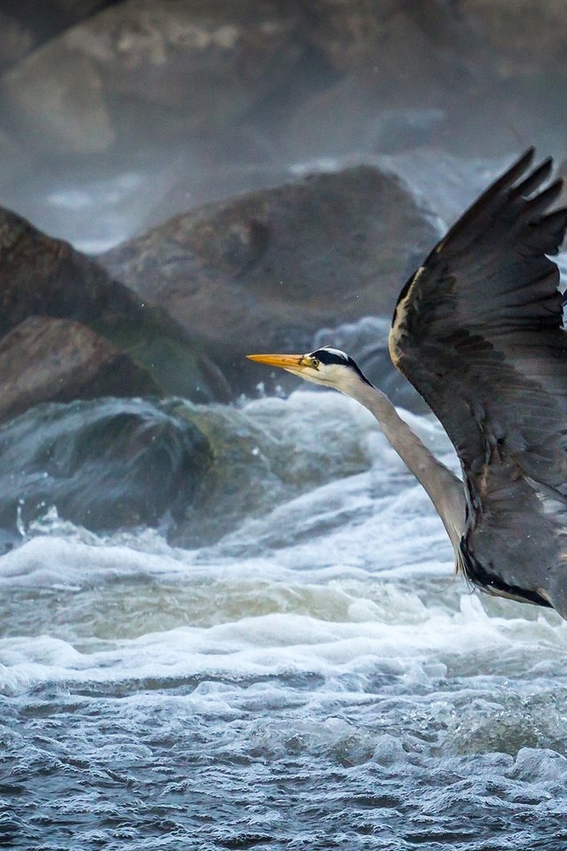 Обои камни, волны, птицы, взлёт, пена, цапля, stones, wave, birds, the rise, foam, heron разрешение 1920x1200 Загрузить