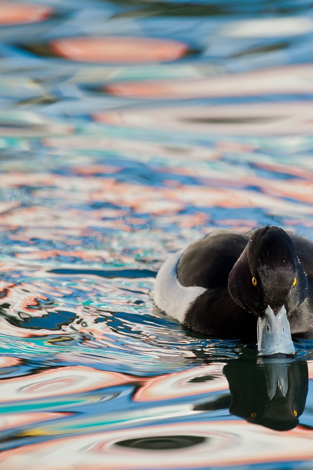 Обои вода, природа, птица, утка, water, nature, bird, duck разрешение 2560x1600 Загрузить