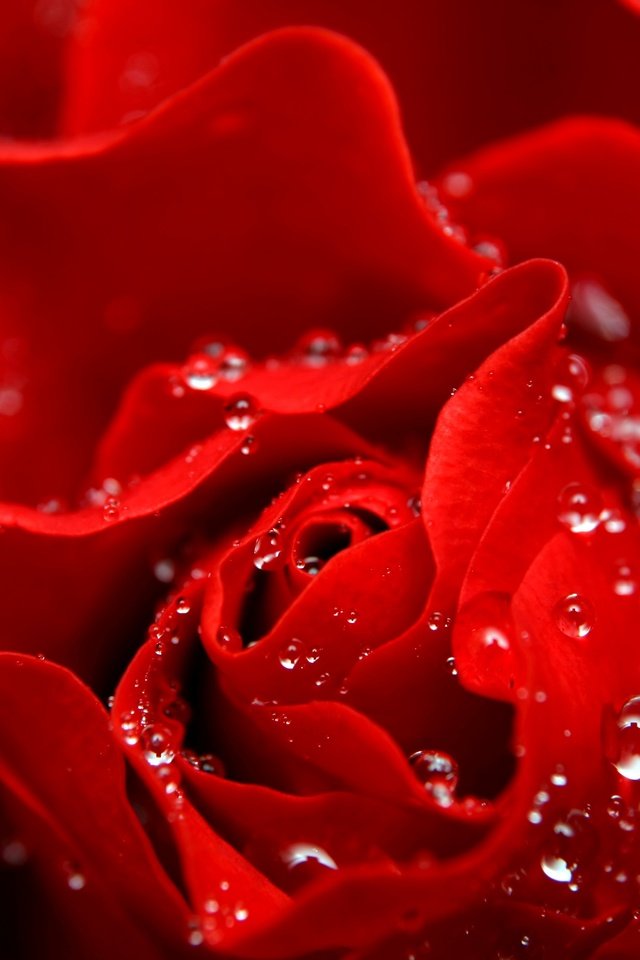 Обои цветок, капли, роза, лепестки, красная, flower, drops, rose, petals, red разрешение 3500x2330 Загрузить