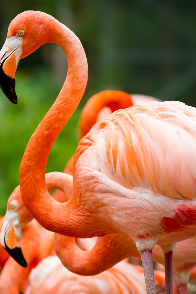 Обои природа, фламинго, птицы, клюв, перья, зеленый фон, шея, розовый фламинго, nature, flamingo, birds, beak, feathers, green background, neck, pink flamingos разрешение 3000x2000 Загрузить