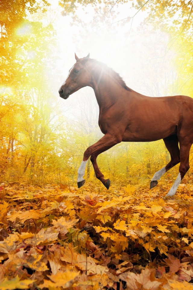Обои лошадь, деревья, природа, листья, осень, horse, trees, nature, leaves, autumn разрешение 5560x3620 Загрузить