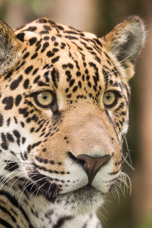 Обои морда, взгляд, хищник, ягуар, face, look, predator, jaguar разрешение 5184x3456 Загрузить