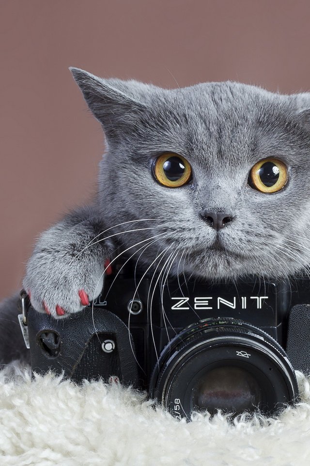 Обои кошка, взгляд, фотоаппарат, зенит, когти, cat, look, the camera, zenit, claws разрешение 2560x1600 Загрузить