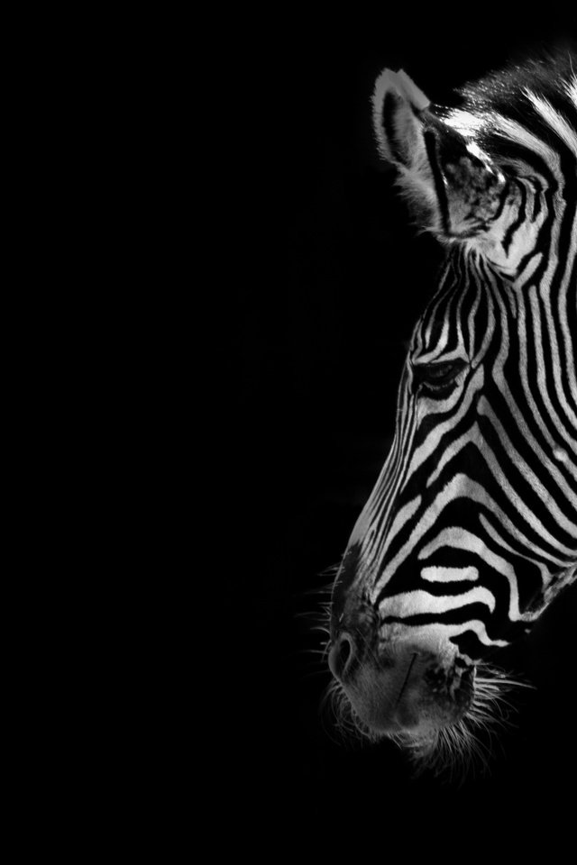 Обои зебра, фон, чёрно-белое, черный, zebra, background, black and white, black разрешение 2560x1600 Загрузить