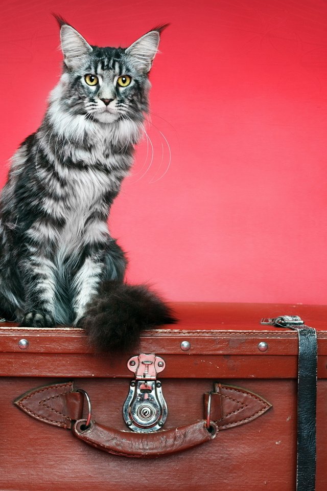 Обои фон, кот, кошка, чемодан, background, cat, suitcase разрешение 2560x1600 Загрузить