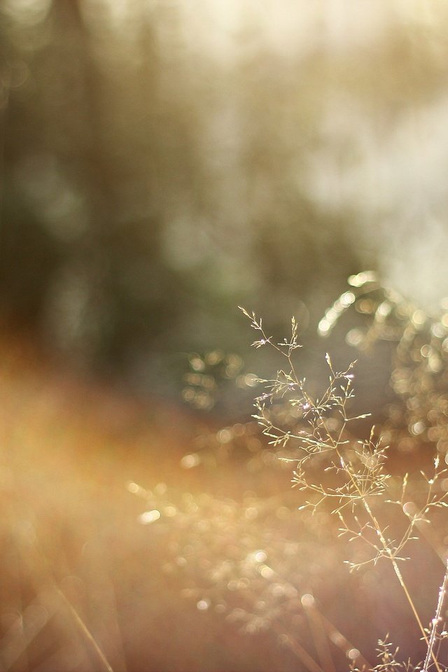 Обои трава, солнце, природа, макро, сухая, grass, the sun, nature, macro, dry разрешение 5184x3456 Загрузить