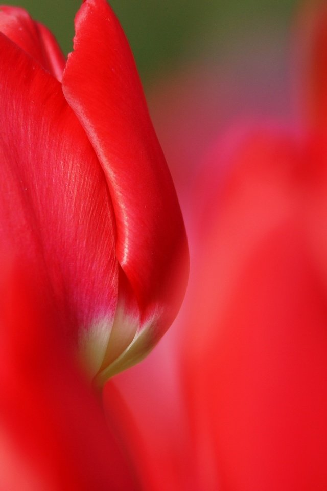 Обои фокус камеры, цветок, красные, красный, тюльпан, the focus of the camera, flower, red, tulip разрешение 3600x2400 Загрузить