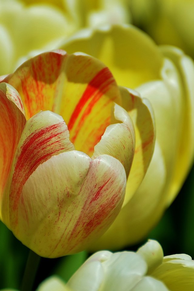 Обои цветы, бутоны, лепестки, тюльпаны, желтые, пирода, flowers, buds, petals, tulips, yellow, pirada разрешение 2048x1356 Загрузить