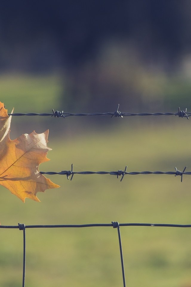 Обои природа, проволока, осень, лист, сетка, nature, wire, autumn, sheet, mesh разрешение 3000x1875 Загрузить