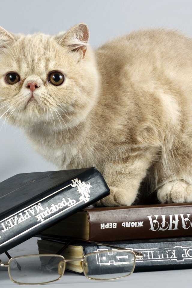 Обои кот, кошка, очки, книги, cat, glasses, books разрешение 2560x1600 Загрузить