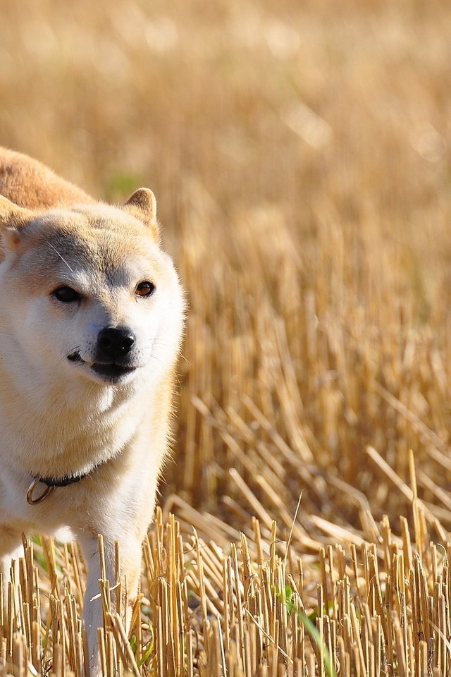 Обои природа, поле, собака, акита-ину, nature, field, dog, akita inu разрешение 2560x1600 Загрузить