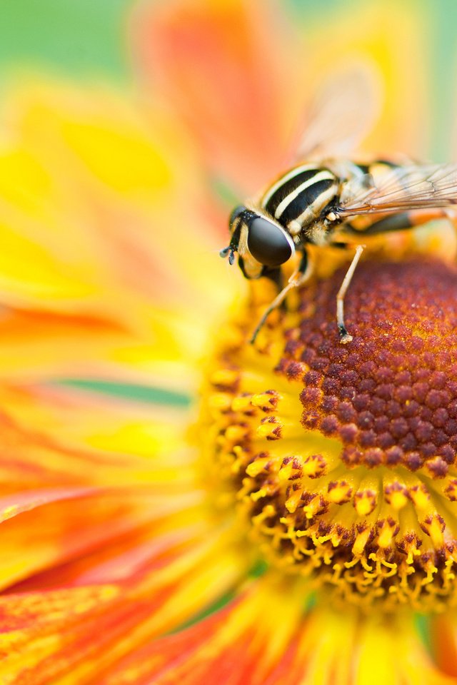 Обои макро, цветок, лепестки, насекомые, пчела, macro, flower, petals, insects, bee разрешение 2048x1365 Загрузить