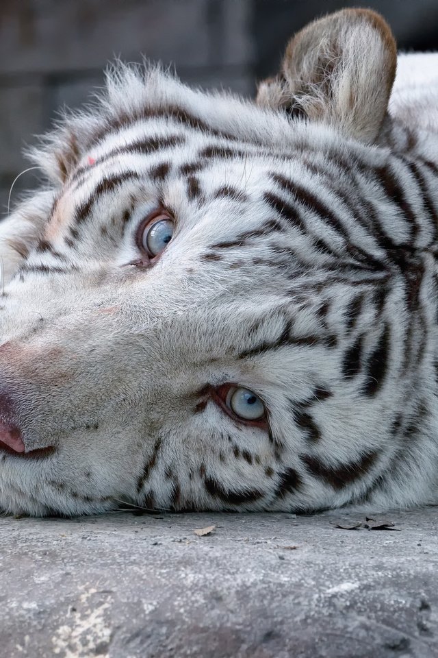 Обои тигр, морда, взгляд, белый, tiger, face, look, white разрешение 2048x1363 Загрузить