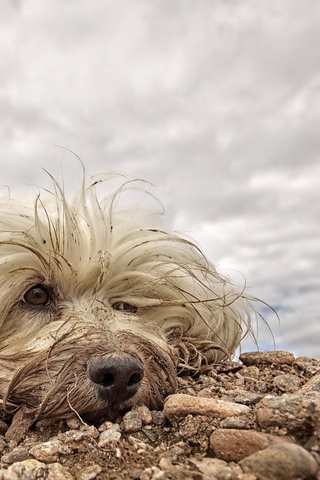 Обои собака, друг, белая, мохнатая, гаванский бишон, dog, each, white, hairy, the havanese разрешение 1920x1200 Загрузить