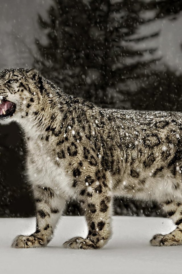 Обои снег, природа, ирбис, снежный леопард, snow, nature, irbis, snow leopard разрешение 2048x1101 Загрузить