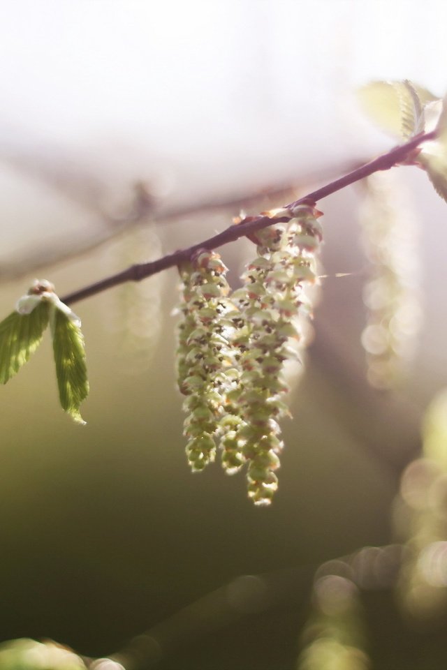 Обои ветка, природа, цветение, макро, весна, береза, сережки, branch, nature, flowering, macro, spring, birch, earrings разрешение 1920x1200 Загрузить