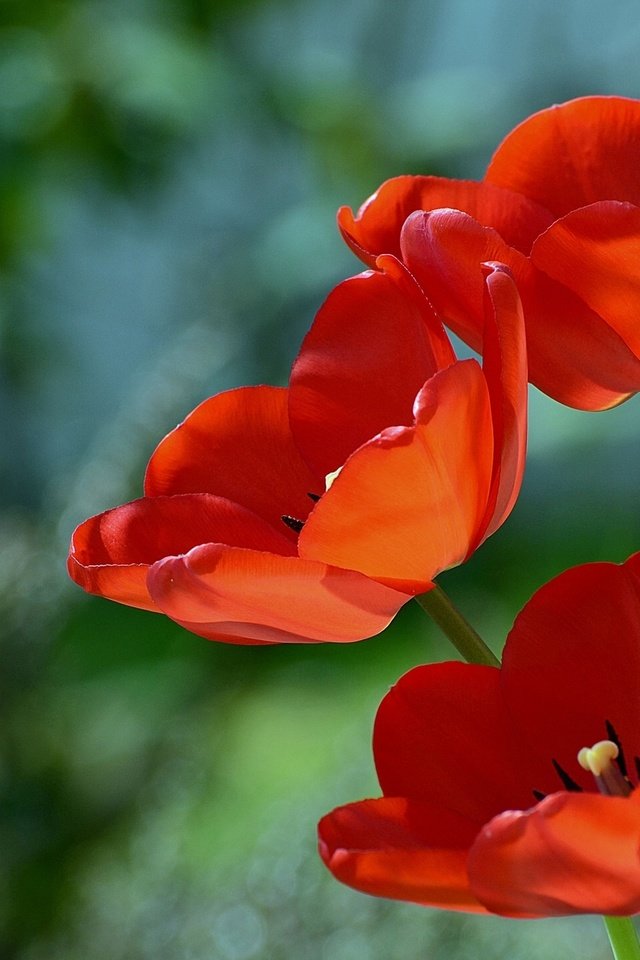 Обои цветы, макро, фон, красные, тюльпаны, flowers, macro, background, red, tulips разрешение 1920x1357 Загрузить