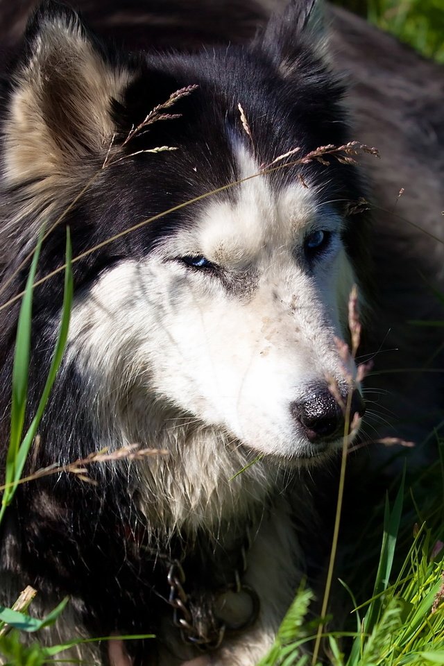 Обои трава, природа, собака, хаски, grass, nature, dog, husky разрешение 2560x1440 Загрузить