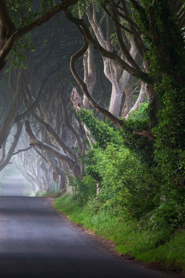 Обои дорога, деревья, природа, стволы, ирландия, road, trees, nature, trunks, ireland разрешение 2048x1363 Загрузить