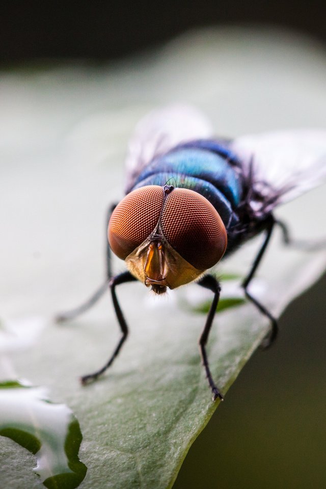 Обои капли, лист, насекомые, муха, drops, sheet, insects, fly разрешение 2048x1365 Загрузить