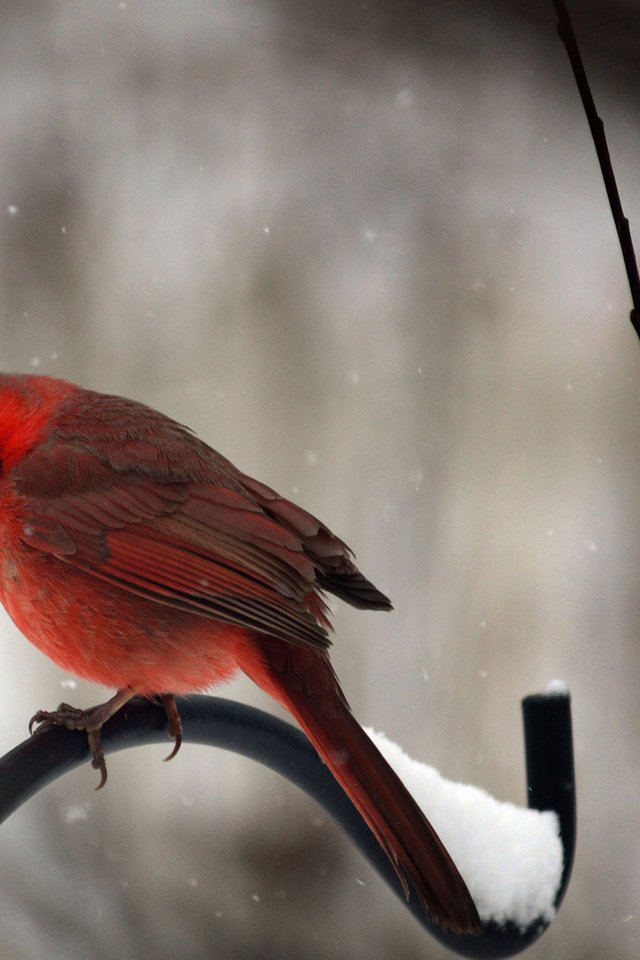 Обои снег, зима, птицы, кардинал, snow, winter, birds, cardinal разрешение 1920x1200 Загрузить