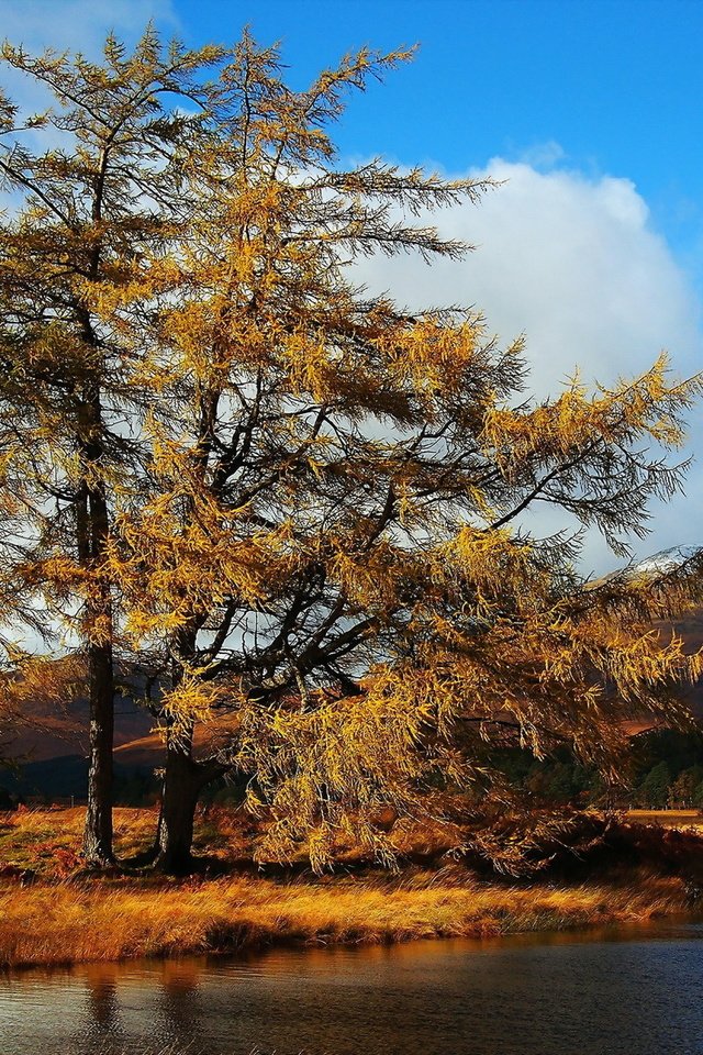 Обои деревья, озеро, пейзаж, осень, trees, lake, landscape, autumn разрешение 1920x1200 Загрузить