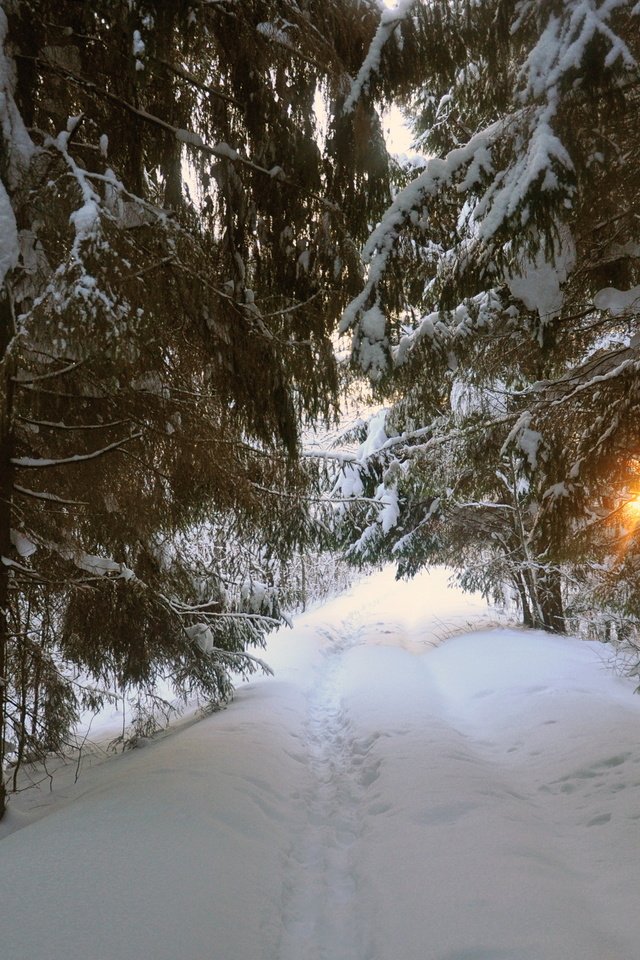 Обои дорога, деревья, снег, зима, пейзаж, road, trees, snow, winter, landscape разрешение 2875x1910 Загрузить