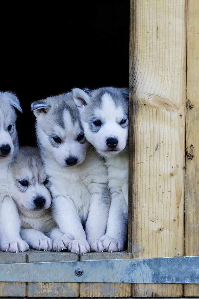 Обои хаски, щенки, будка, собаки, husky, puppies, booth, dogs разрешение 2048x1366 Загрузить