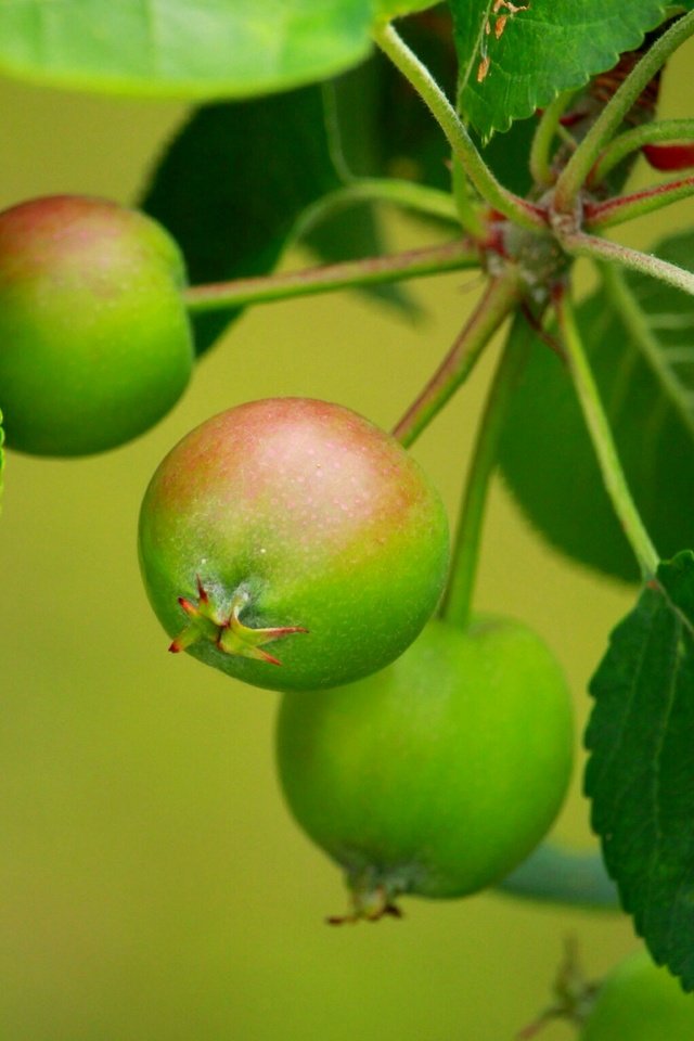 Обои листья, ветки, яблоки, размытость, листья.ветки, leaves, branches, apples, blur, leaves.branches разрешение 2304x1536 Загрузить