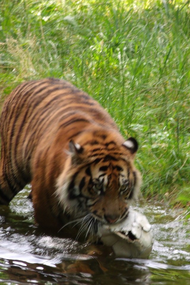 Обои тигр, хищник, германия, зоопарк, augsburg, tiger, predator, germany, zoo разрешение 1920x1440 Загрузить