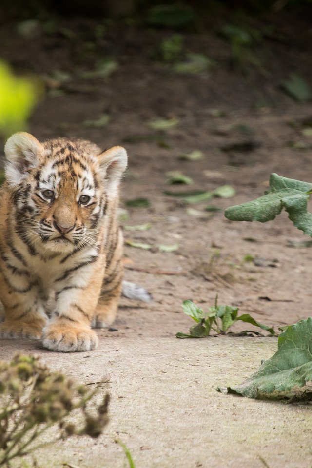 Обои тигр, тигренок, детеныш, амурский, tiger, cub, amur разрешение 4729x3153 Загрузить