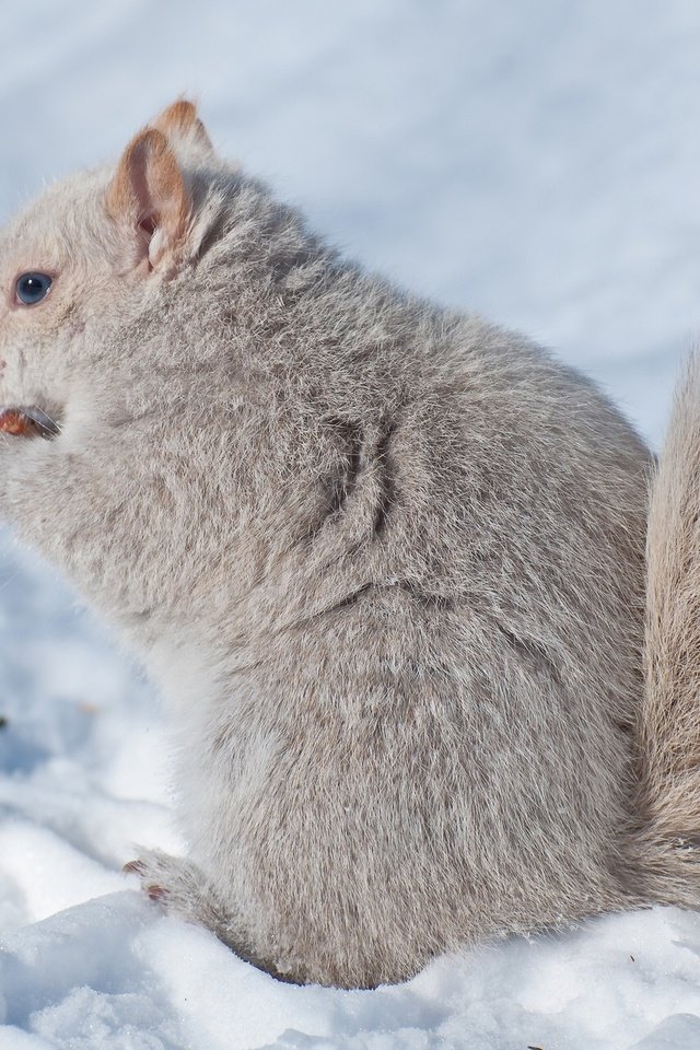 Обои снег, зима, белка, зверек, белочка, грызун, snow, winter, protein, animal, squirrel, rodent разрешение 2048x1280 Загрузить