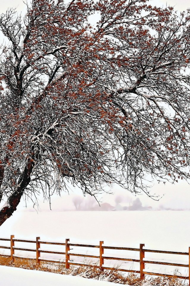 Обои снег, природа, дерево, зима, забор, snow, nature, tree, winter, the fence разрешение 1920x1200 Загрузить