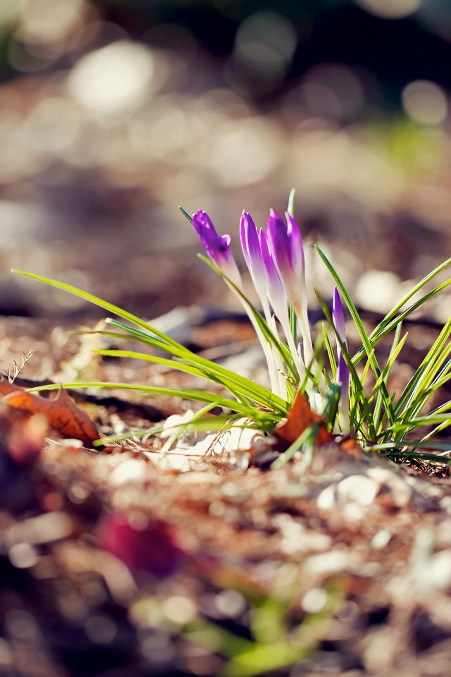 Обои цветы, макро, весна, крокусы, flowers, macro, spring, crocuses разрешение 2048x1365 Загрузить