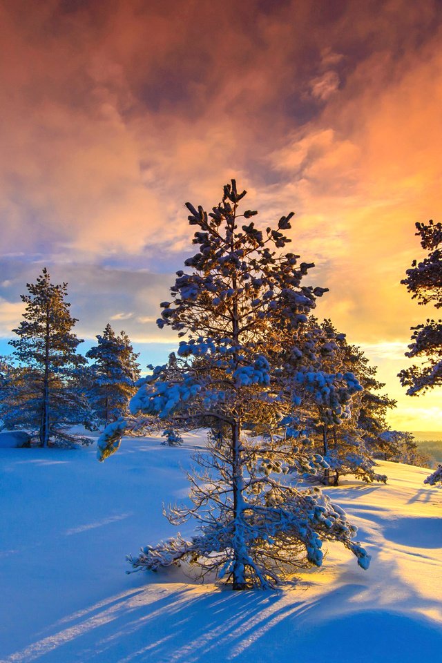 Обои небо, норвегия, облака, деревья, солнце, природа, лес, закат, зима, the sky, norway, clouds, trees, the sun, nature, forest, sunset, winter разрешение 2048x1152 Загрузить