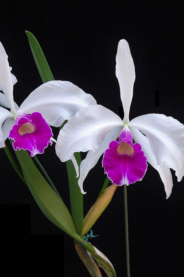 Обои цветы, фон, орхидеи, flowers, background, orchids разрешение 2048x1436 Загрузить
