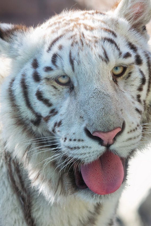 Обои тигр, морда, хищник, язык, белый тигр, tiger, face, predator, language, white tiger разрешение 2048x1363 Загрузить
