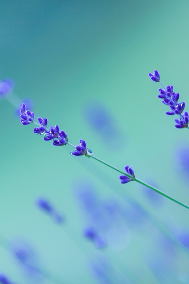 Обои фон, капли, цветы.лаванда, background, drops, flowers.lavender разрешение 3000x2000 Загрузить