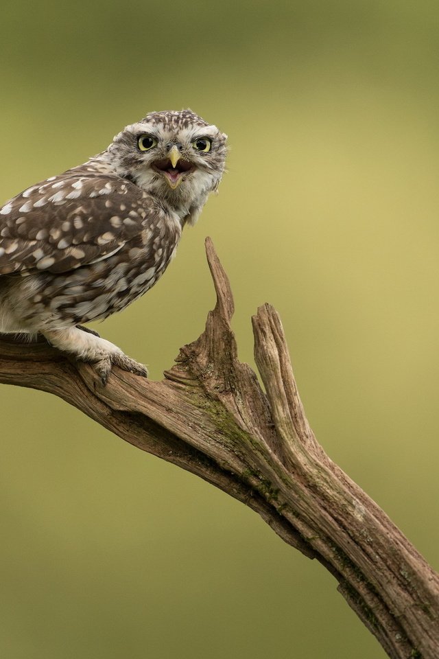 Обои сова, природа, птица, сыч, домовой сыч, owl, nature, bird, little owl разрешение 2047x1236 Загрузить