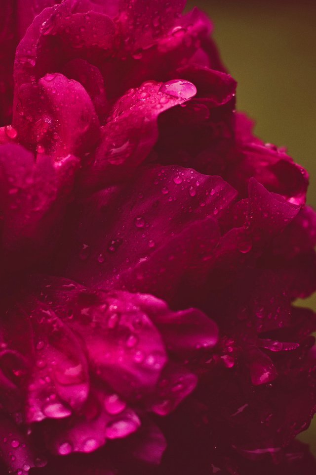 Обои макро, цветок, роса, капли, macro, flower, rosa, drops разрешение 1920x1272 Загрузить