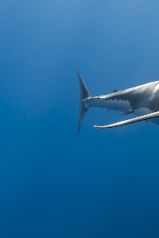 Обои океан, глубина, подводный мир, акулы, the ocean, depth, underwater world, sharks разрешение 5760x3840 Загрузить