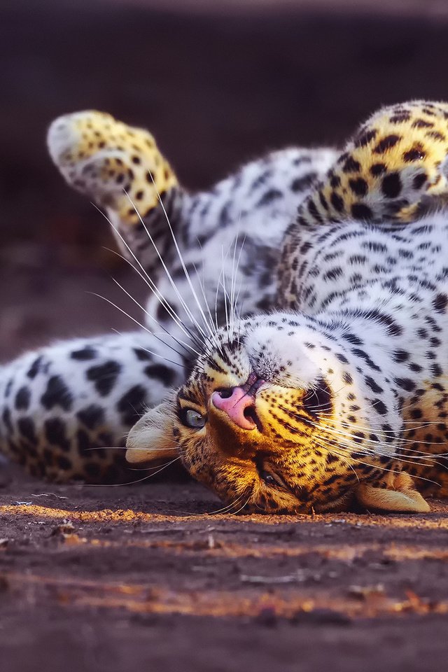 Обои спит, леопард, sleeping, leopard разрешение 1920x1200 Загрузить