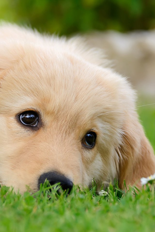 Обои трава, щенок, золотистый ретривер, grass, puppy, golden retriever разрешение 1920x1200 Загрузить