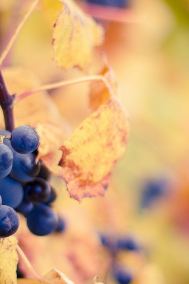 Обои листья, виноград, осень, leaves, grapes, autumn разрешение 1920x1080 Загрузить