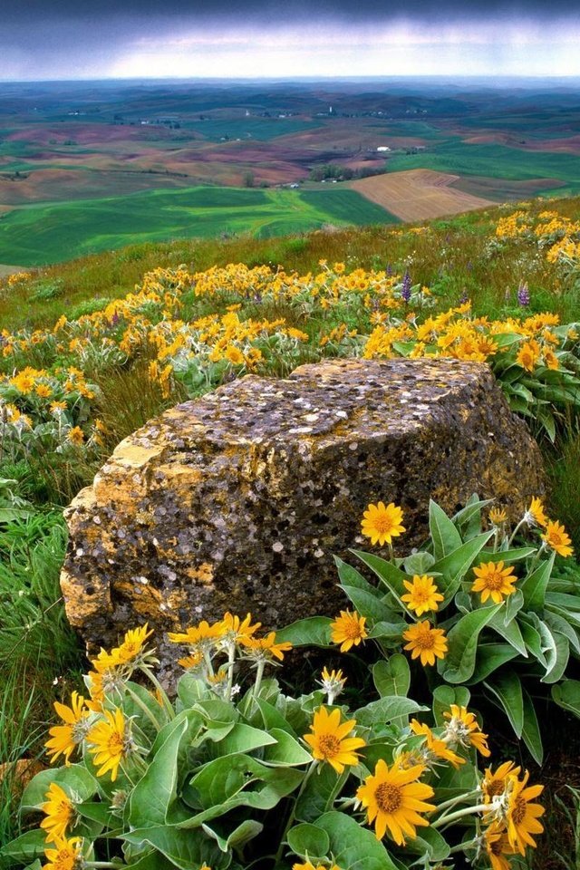 Обои цветы, трава, природа, склон, камень, долина, flowers, grass, nature, slope, stone, valley разрешение 1920x1200 Загрузить